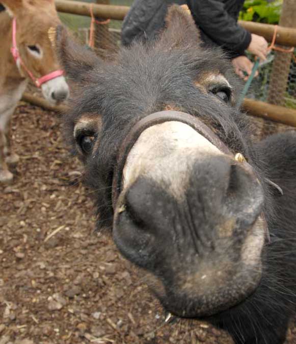 donation-for-mini-donks Mini Donks Donations