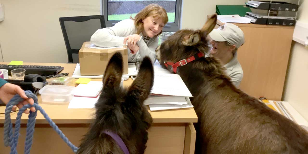 Office Donkeys