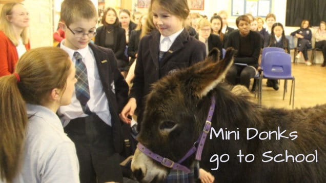 Mini Donks go to School